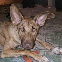 Thumbnail photo of Alexis - Schitt's Creek Litter - AVAILABLE #4