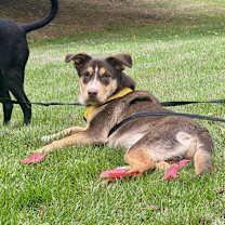 Thumbnail photo of Twyla - Schitt's Creek Litter - AVAILABLE #2