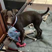 Thumbnail photo of Dillon (MD) #4