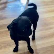 Thumbnail photo of Sammy #2