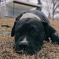 Thumbnail photo of Killua #3