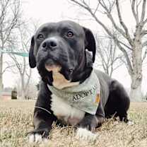 Thumbnail photo of Killua #4