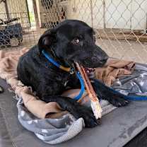 Thumbnail photo of Onyx #4