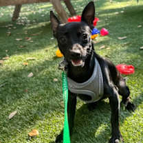 adopt-pet
