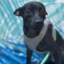 adopt-pet