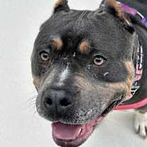 Thumbnail photo of Amora #2