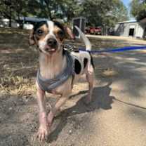 adopt-pet