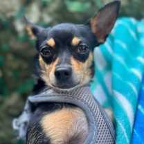 adopt-pet
