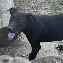 Thumbnail photo of Victor #3