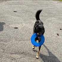 Thumbnail photo of Loki #3