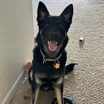 Thumbnail photo of Loki #4