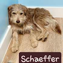 Thumbnail photo of Schaeffer #2