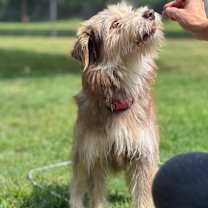 Thumbnail photo of Schaeffer #3