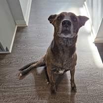 Thumbnail photo of Odin #1