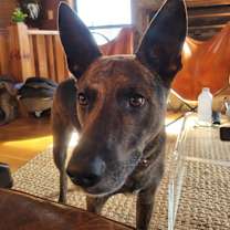 Thumbnail photo of Odin #4