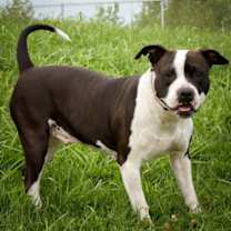 Thumbnail photo of Shiloh #3