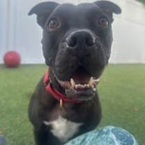 Thumbnail photo of Elliot #3