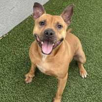 Thumbnail photo of Audie #1