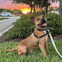 Thumbnail photo of Audie #2