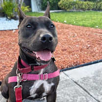 Thumbnail photo of Raven #1