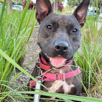 Thumbnail photo of Raven #3