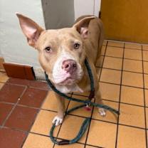 Thumbnail photo of Bella Loca #3