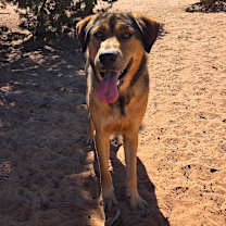 Thumbnail photo of Forest #1