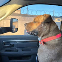 adopt-pet