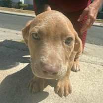 Thumbnail photo of Finn the Finnster #4