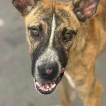 Thumbnail photo of Tiffany #3