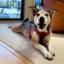 Thumbnail photo of Artemis #1