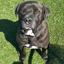 Thumbnail photo of Travis #3