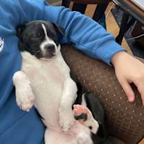 Thumbnail photo of Louie #4