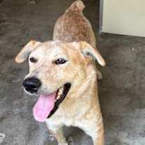 Thumbnail photo of Maui #4