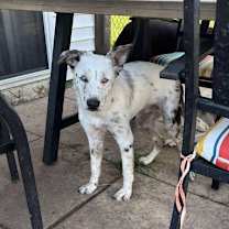 Thumbnail photo of Capitan #1