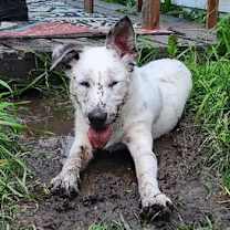 Thumbnail photo of Capitan #4