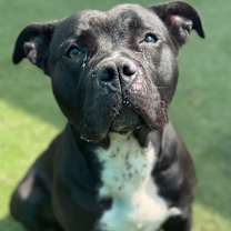 Thumbnail photo of Shayla #3