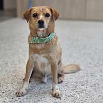 adopt-pet