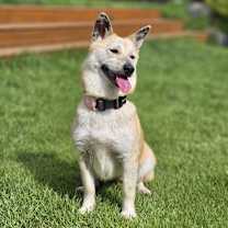 Thumbnail photo of Mongi #2