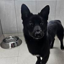 adopt-pet