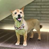 adopt-pet