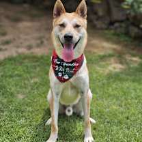 adopt-pet
