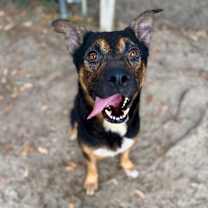 Thumbnail photo of Otie #2