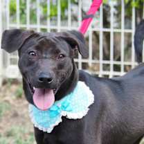 Thumbnail photo of Mandy #2