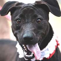 Thumbnail photo of Mandy #1