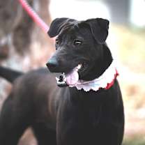 Thumbnail photo of Mandy #4