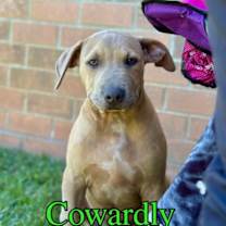 Thumbnail photo of Cowardly #1