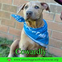 Thumbnail photo of Cowardly #2