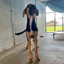 Thumbnail photo of Gyro #3