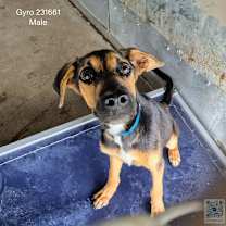 Thumbnail photo of Gyro #4